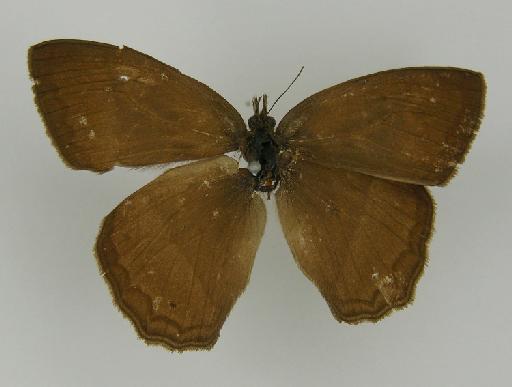 Euptychia straminea Butler, 1867 - BMNH(E)_ 1204760_Yphthimoides_(Euptychia)_straminea_Butler_T_male_ (2)