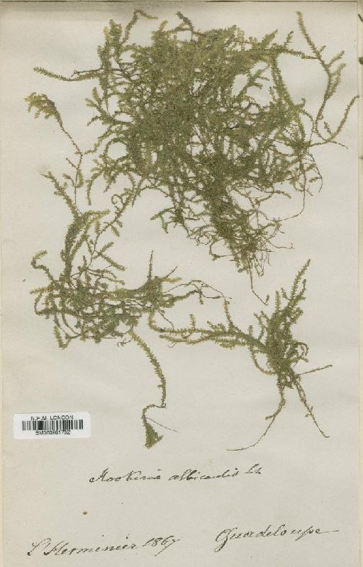 Cyclodictyon albicaule (Besch.) Kuntze - BM000961782