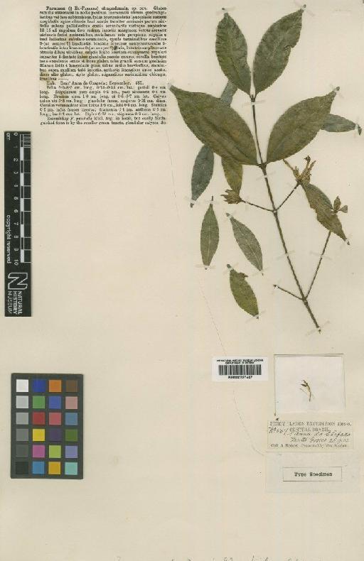 Faramea chapadensis Moore - BM000797457