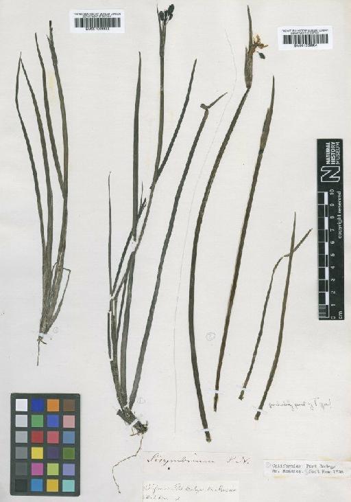 Sisyrinchium californicum (Ker Gawl.) W.T.Aiton - BM001009983