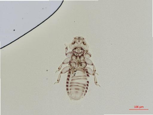 Myrsidea tropicalis Clay, 1968 - 010660048__2017_07_26-Scene-1-ScanRegion0