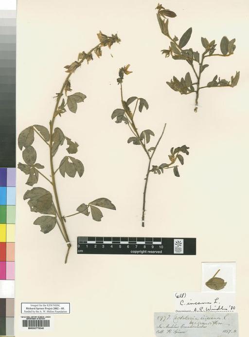 Crotalaria incana L. - Spruce - BM000778340