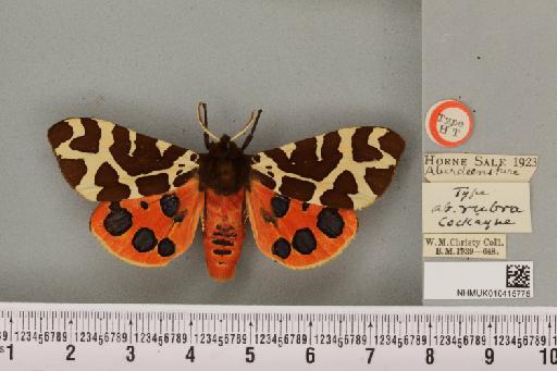 Arctia caja ab. rubra Cockayne, 1948 - NHMUK_010415775_533359