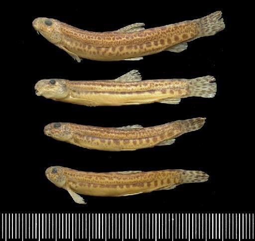 Cobitis hellenica Economidis & Nalbant, 1996 - BMNH 1995.4.12.24-27, PARATYPES, Cobitis hellenica