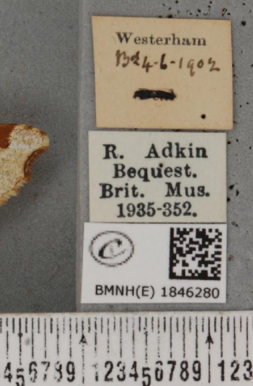 Macaria notata ab. luteolaria Tengström, 1869 - BMNHE_1846280_label_420409