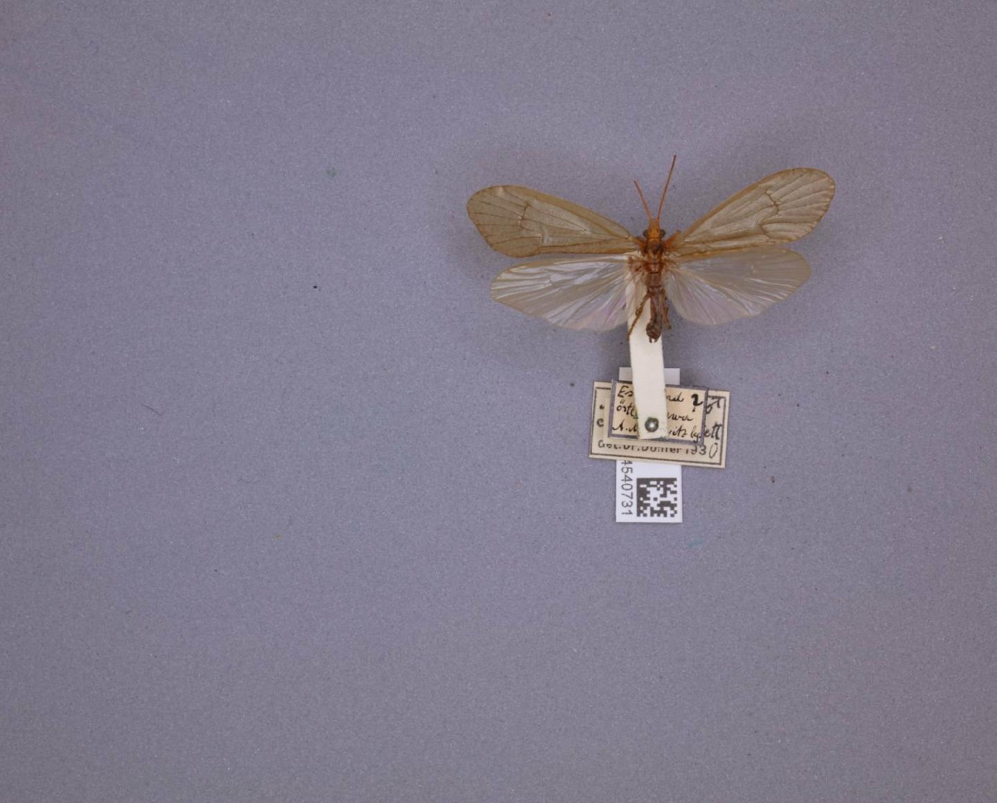 Anabolia concentrica
