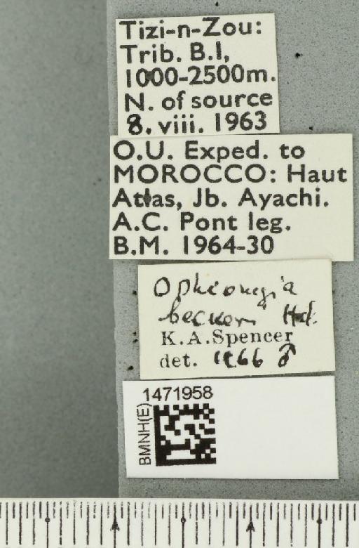 Ophiomyia beckeri (Hendel, 1923) - BMNHE_1471958_label_47025