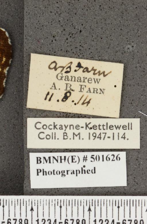 Araschnia levana (Linnaeus, 1758) - BMNHE_501626_label_167665