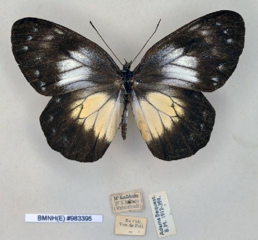 Delias blanca nausicaa Fruhstorfer, 1899 - BMNH(E)983395_Delias blanca nausicaa_ Frhst_female_dorsal