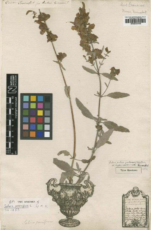 Salvia pomifera L. - BM000950408