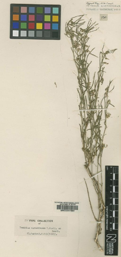 Hybanthus aurantiacus (F.Muell. ex Benth.) Melch. - BM000617697