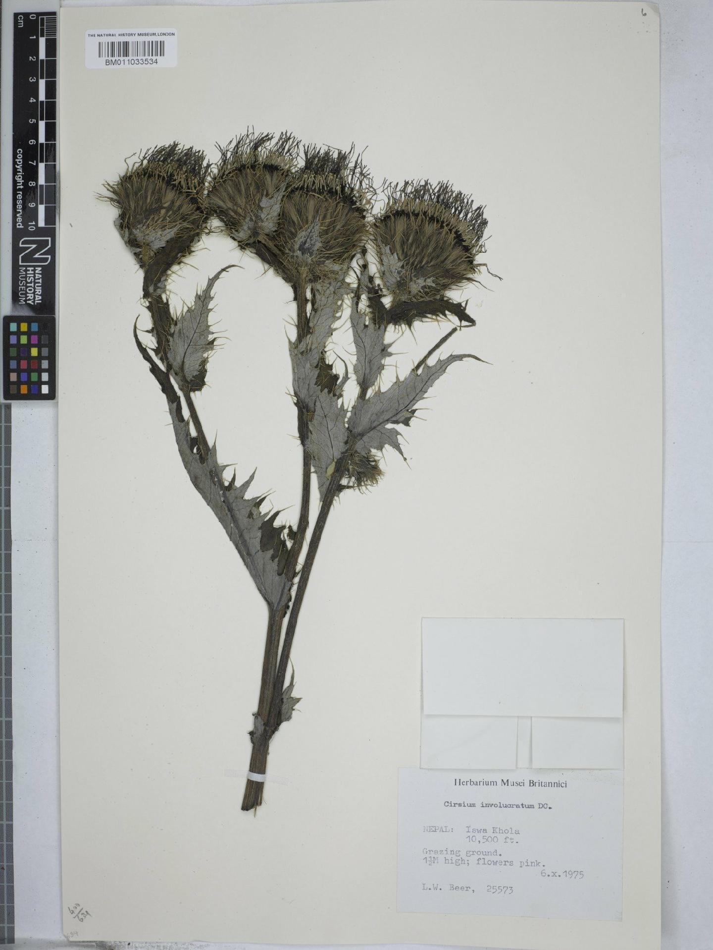 To NHMUK collection (Cirsium flavisquamatum Kitam.; NHMUK:ecatalogue:9157150)