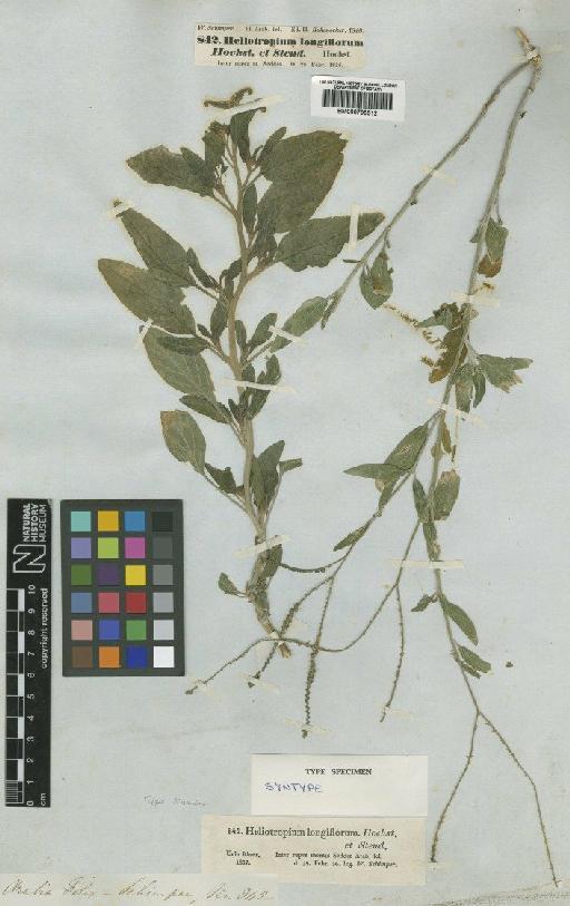 Heliotropium longiflorum Hochst. & Steud. - BM000795512