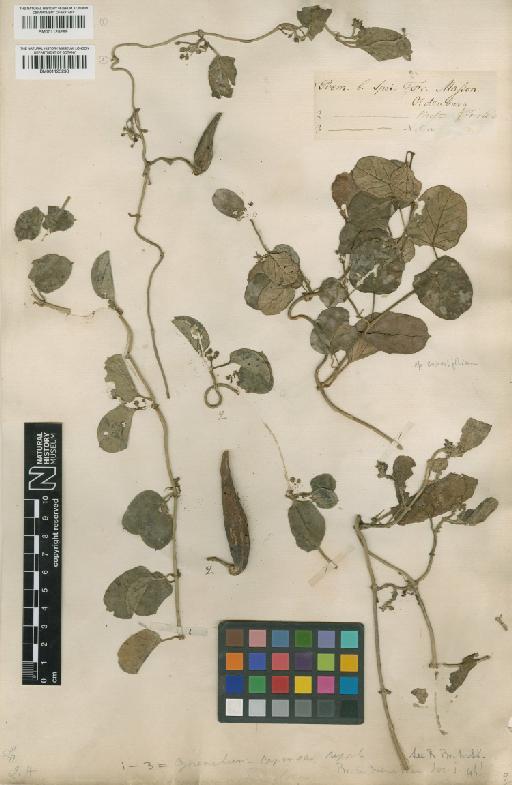 Cynanchum obtusifolium L.f. - BM001125289
