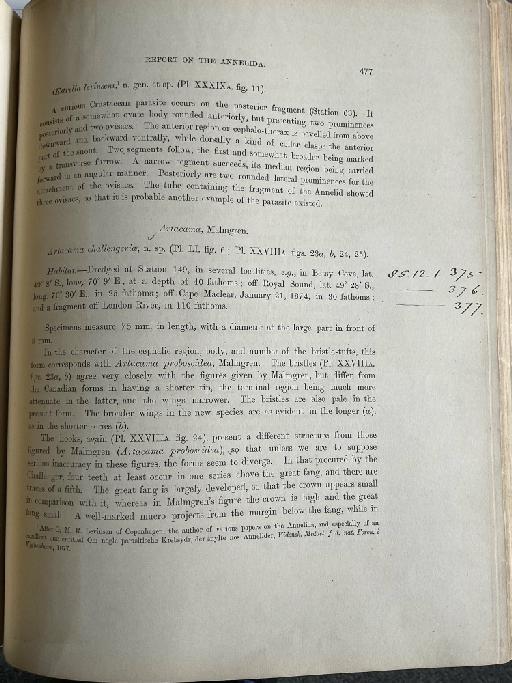 Eupista darwini McIntosh, 1885 - Challenger Polychaete Scans of Book 303