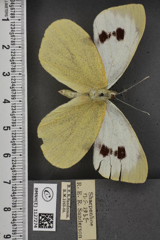 Pieris brassicae ab. fasciata Kiefer, 1918 - BMNHE_1127274_84412