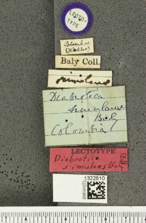 Diabrotica simulans Baly, 1886 - BMNHE_1322810_label_18895