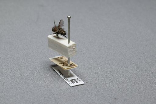 Sarcophaga (Myorhina) nigriventris Meigen, 1826 - 015091870_additional_2