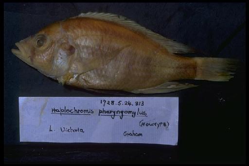 Haplochromis pharyngomylus Regan, 1929 - Haplochromis pharyngomylus; 1928.5.24.313