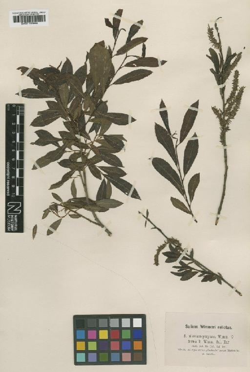 Salix silesiaca Willd. - BM001066865