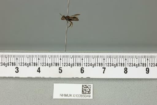 Ceratina (Xanthoceratina) fuliginosa Cockerell, T., 1916 - 013385049___1