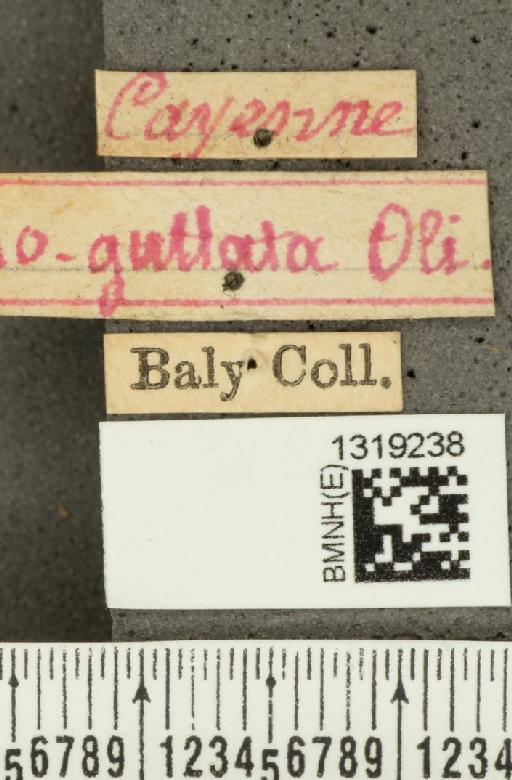 Diabrotica alboplagiata Jacoby, 1882 - BMNHE_1319238_label_17617