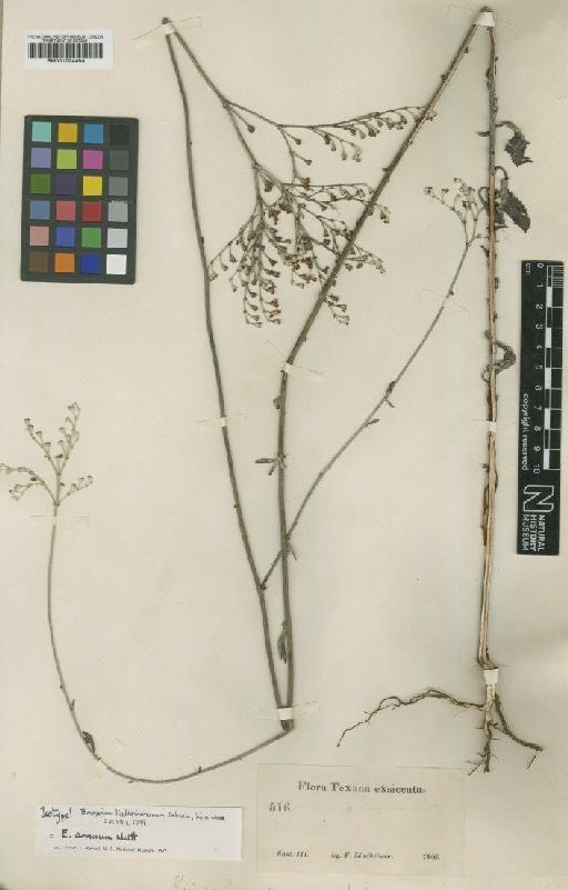 Eriogonum annuum Nutt. - BM001024494