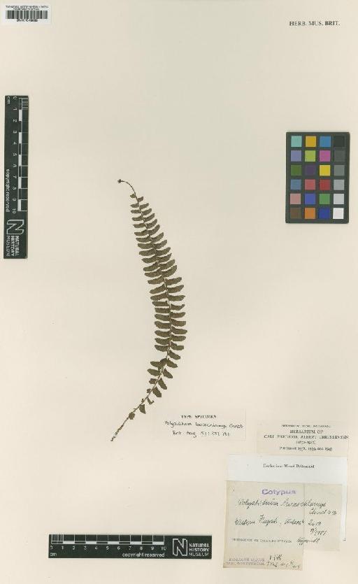 Polystichum craspedosorum (Maxim.) Diels - BM001048685