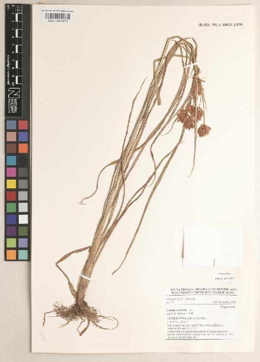 Cyperus esculentus L. - 013848472
