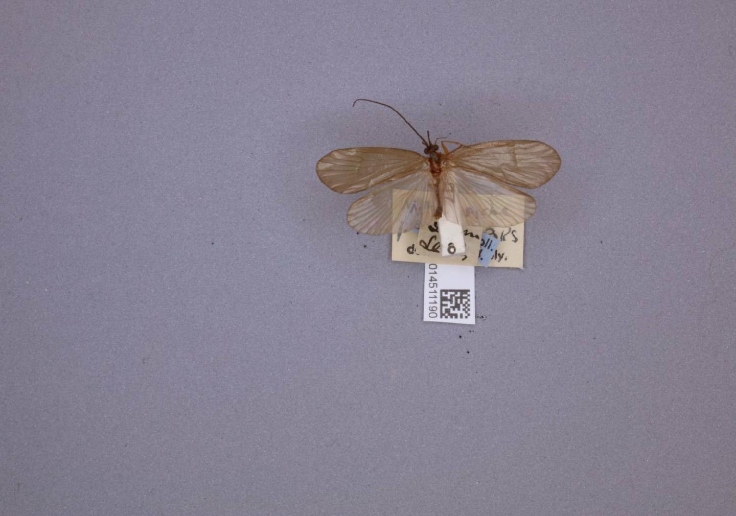Nothopsyche pallipes