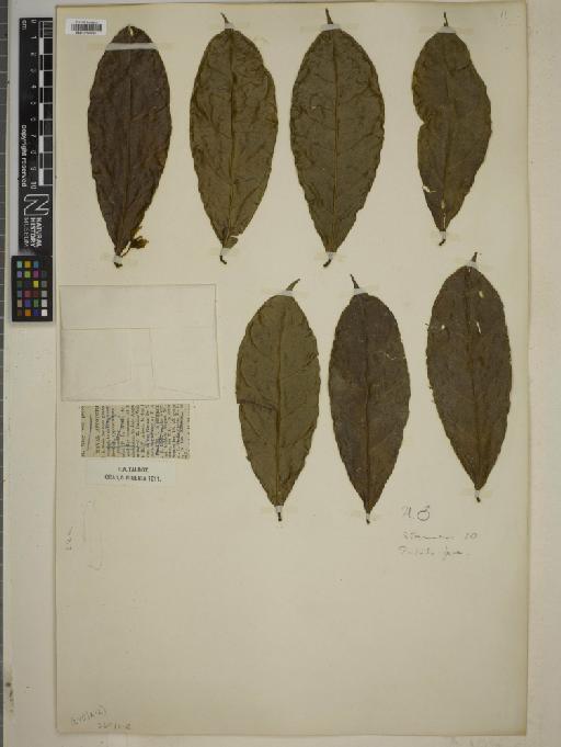 Pentadiplandra brazzeana Baill. - BM010750555