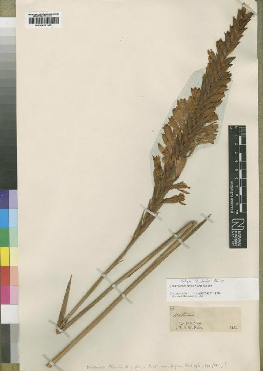 Watsonia densiflora Baker - BM000911995