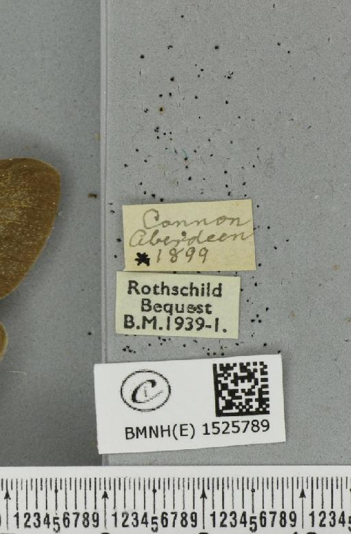 Macrothylacia rubi ab. grisea Tutt, 1902 - BMNHE_1525789_label_196467