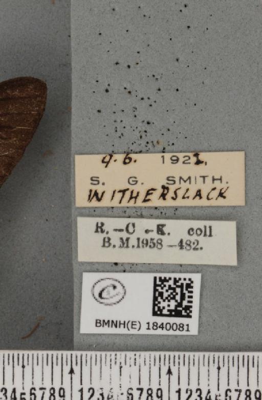 Biston betularia ab. carbonaria Jordan, 1869 - BMNHE_1840081_label_413075