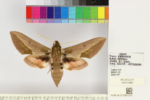 Hyles siehei (Püngeler, 1903) - NHMUK010891564_Hyles_siehei_dorsal_and_labels.JPG