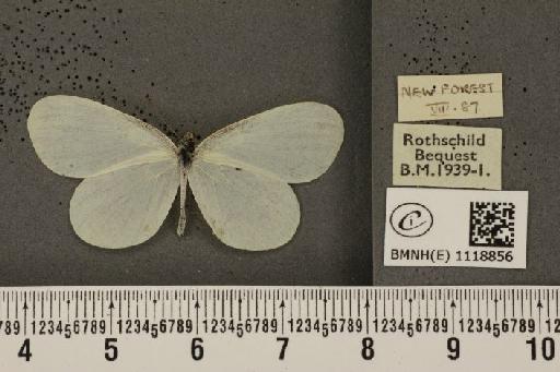 Leptidea sinapis sinapis ab. erysimi Borkhausen, 1788 - BMNHE_1118856_73801