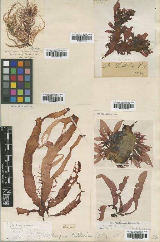 Grateloupia doryphora (Mont.) M.Howe - BM000936154