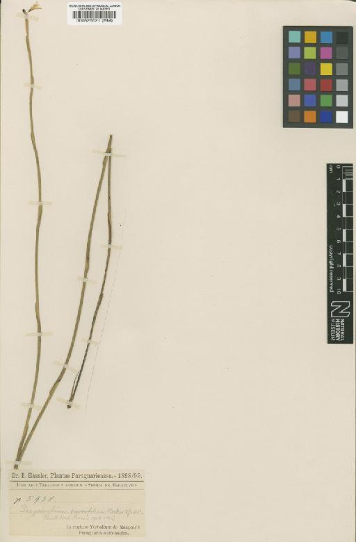 Sisyrinchium parvifolium Baker - BM000526621