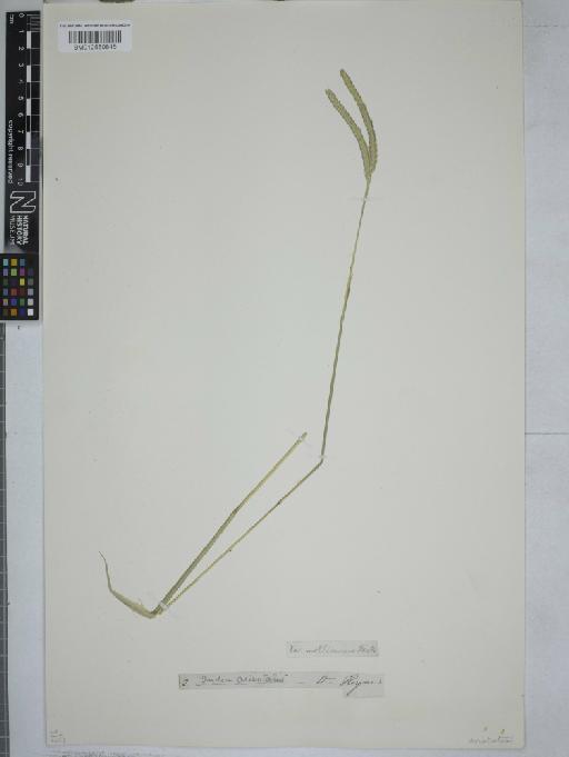 Dichanthium aristatum (Poir.) C.E.Hubb. - 012550845