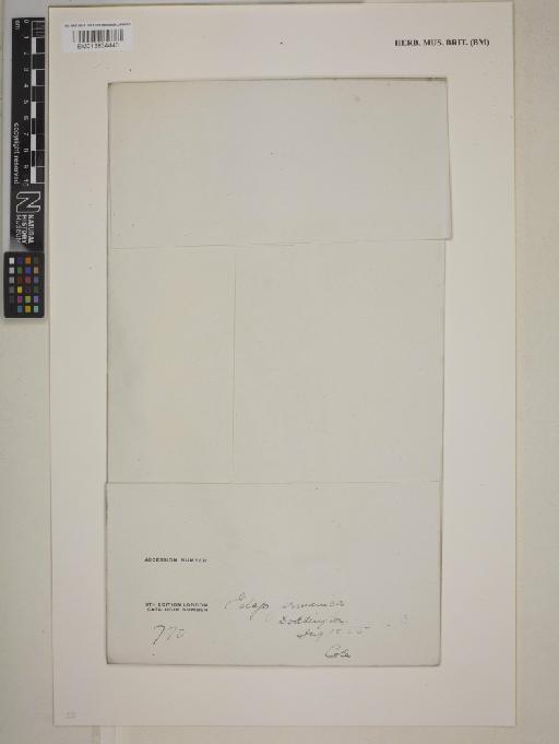 Filago germanica (L.) Huds. - 013834440_packet