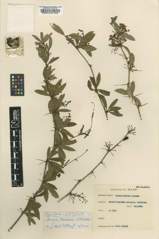 Berberis beaniana C.K.Schneid. - BM000554805