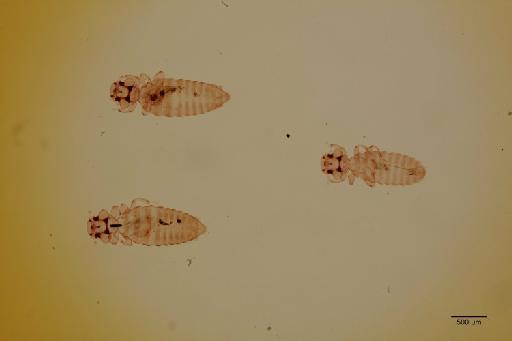 Kelerimenopon longipes Piaget, 1880 - 010711372_specimen