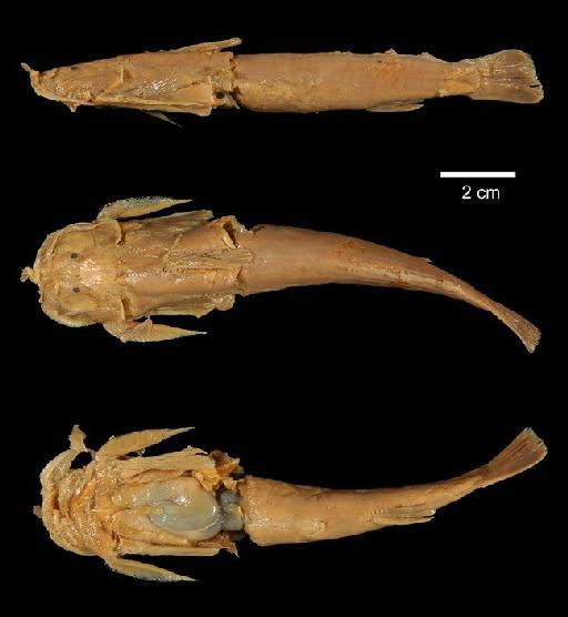 Euchiloglanis davidi (Sauvage, 1874) - 1923.3.13.1; Chimarrichthys davidi; type; ACSI Project image