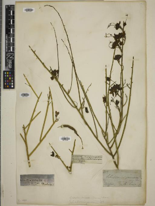 Cadaba juncea Harv. - BM010769595