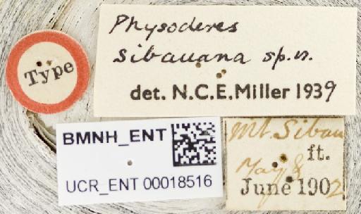 Physoderes sibauana Miller, N.C.E., 1940 - Physoderes sibauana-BMNH(E)1706484-Holotype female labels UCR_ENT 00018516