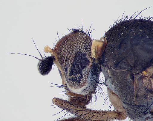 Heteromyza commixta Collin, 1901 - Heteromyza_commixta-1240945-head_lateral-40_0x_edit