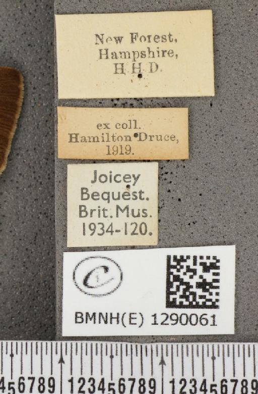 Thecla betulae (Linnaeus, 1758) - BMNHE_1290061_label_128425