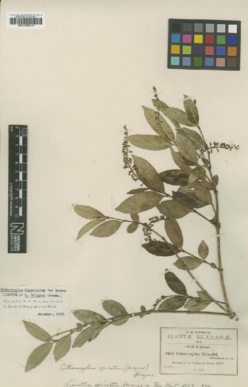 Citharexylum pringlei Greenm. - BM000992725