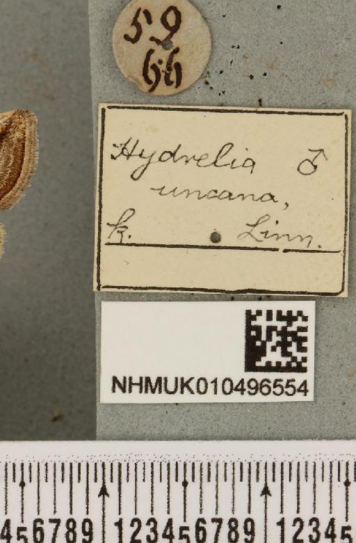 Deltote uncula (Clerck, 1759) - NHMUK_010496554_label_554471