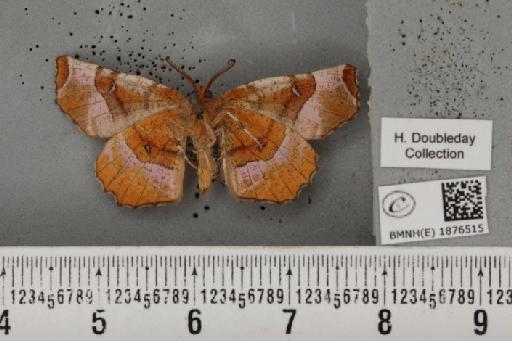 Selenia tetralunaria tetralunaria (Hufnagel, 1767) - BMNHE_1876515_448765